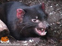Tasmanian-devil.jpg