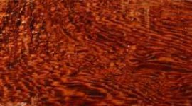 rosewood,%20madagascar%207a%20bc%20web.jpg