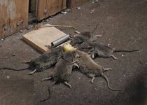Mouse_Trap.jpg