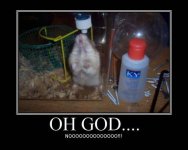 Gerbil-KY.jpg