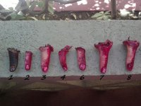 IMG_20121009_114250.jpg