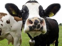 cow.jpg