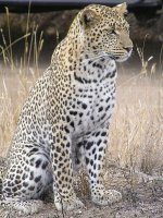 Leopard.jpg