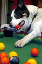 PoolDogCAT_468x344.jpg