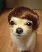 hairdog.jpg