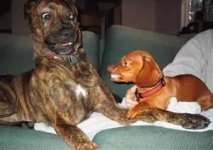 meanlittledog.jpg