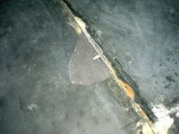 cracked slate.JPG