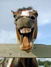 horse laughing.jpg