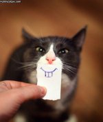 Funny_Cat_Face.jpg
