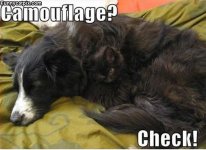 Camo_Cat210.jpg