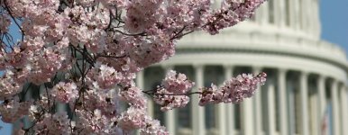 Capitol and Cherry Blossoms 2012.jpg