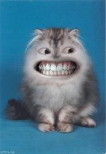 1238512309_freaky_cat[1].jpg