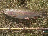 8 lbs on size 18 midge-2.jpg