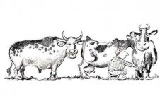 bull[1].jpg