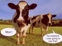 Cows[1].jpg