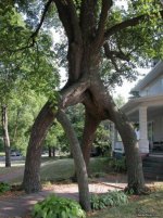 Cool_Tree_Walkway[1].jpg