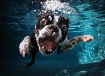 ROCCO_BostonTerrier_7years.jpg