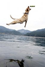 Diving.jpg