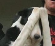 facepalm-dog.jpg