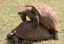 turtles-mating-and-having-sex.jpg