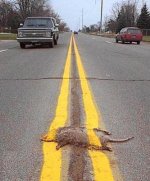 road.kill.lane[1].jpg