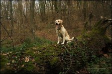 Tree Dog.jpg