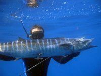 speared fish.jpg