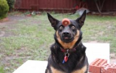 IMG_0435[1].jpg
