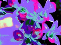flowers.jpg