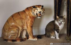 copy cat.jpg