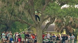 sergio-garcia-in-a-tree.jpg