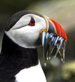 puffin.jpg