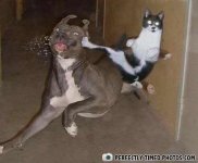 Everybody was kung-fu fighting. those cats were fast as lightning...jpg