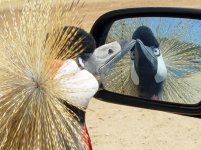 lady gaga found a mirror.jpg