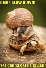 snail-on-a-turtles-back[1].jpg