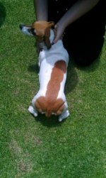 A whole new meaning to 'weiner dog'.jpg