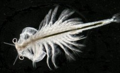 17shrimp.jpg