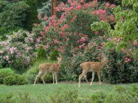 Baby Deer-2.jpg