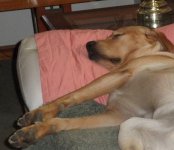 Mickey Sleeping.jpg