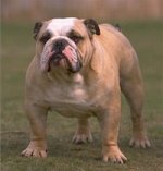 bulldog-small.jpg