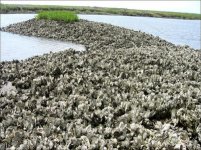oyster.jpg