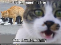 cat reporter.jpg