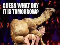 hump day- milley.jpg