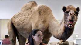 camel 1.jpg