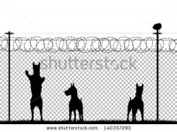 stock-vector-editable-vector-silhouette-of-guard-dogs-behind-a-chainlink-security-fence-with-bar.jpg
