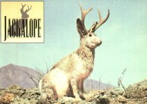 Rabbit.jpg