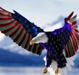 18437-American-Eagle.jpg