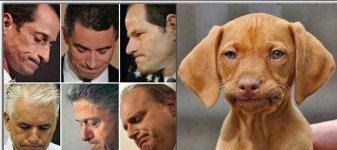 DOGGIEn.jpg