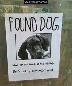 Found dog FB.jpg