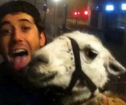 llama2.jpg